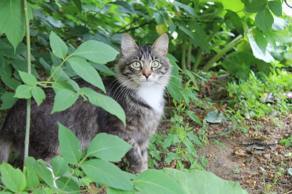 Katt Gräset — Stockfoto