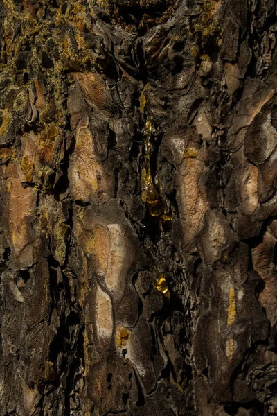 Tree Resin Pine Bark — Stock Photo, Image