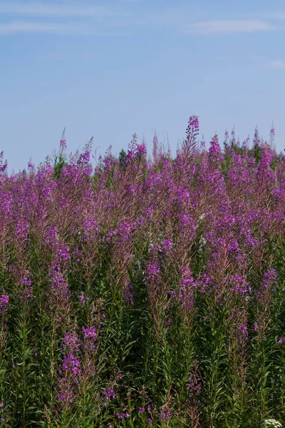 Blooming Ivan Say Field — Stock Photo, Image