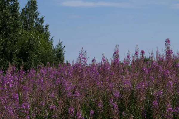 Blooming Ivan Say Field — Stock Photo, Image