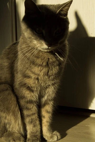 Gray Cat Shade — Stock Photo, Image