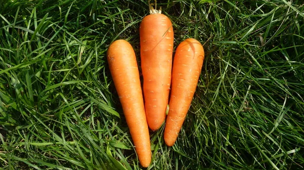 Three Orange Carrots Green Grass — Foto de Stock