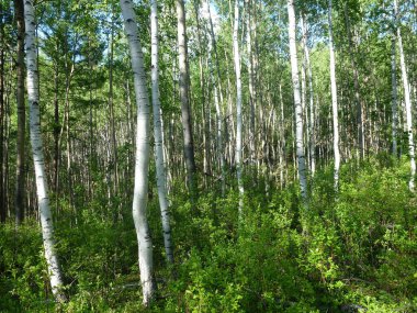 Yaz mevsiminde güzel orman