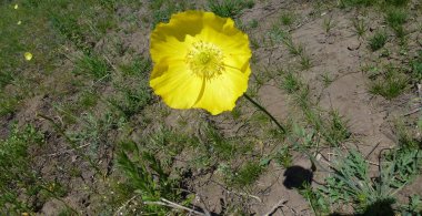 Yeşil çimenlerin arasında sarı haşhaş