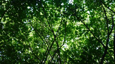 Bir yaz gününde dalları olan güzel yapraklar