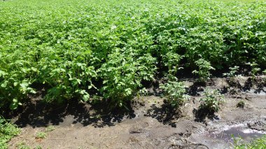 Sıcak bir yaz gününde yeşil patatesler