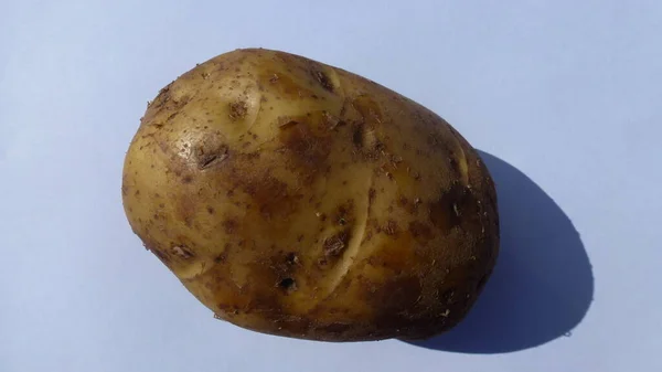 Washed Potatoes White Background — Stock Photo, Image