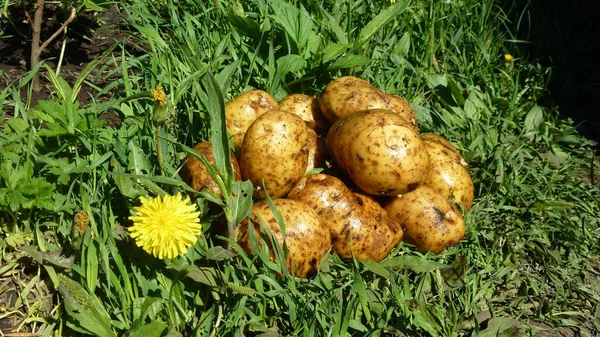 Batatas Lavadas Entre Grama Verde — Fotografia de Stock