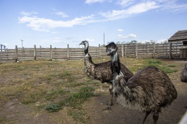 two ostriches, in fence, looking into the lens, large birds, brown eye, wrinkled, side view, full length, blue sky, clouds, summer, farm, excursion, sunny day, outdoors, horizontal photo, agriculture, countryside, rural