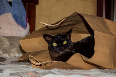 adult brown cat, sitting in a paper bag, hid, yellow-eyed, active, breed, domestic, close-up, European Burmese, pet, full-face, portrait, cute,