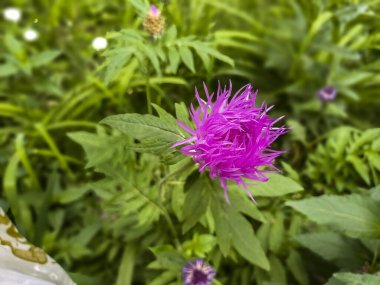 Mor Shaggy flower, centaurea deal bata, en iyi manzara, yeşillikler arasında, çiçek tarhı, yaz mevsimi