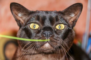 Kahverengi kedinin yüzü çimen sapını ısırır, koklar, yakın plan, neşeyle