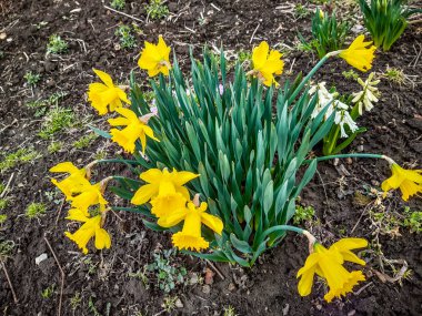 Parlak sarı nergisler çiçek açıyor, bir çiçek tarhında bahar çiçekleri, bir buket gibi, ilkbaharın başlarında, mevsimsel, taze dekoratif,