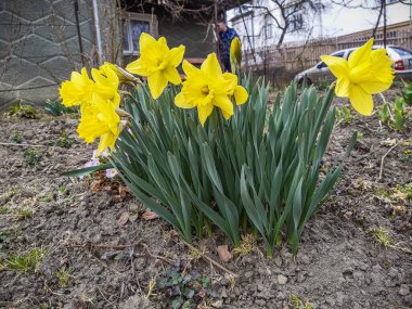 Parlak sarı nergisler çiçek açıyor, bir çiçek tarhında bahar çiçekleri, bir buket gibi, ilkbaharın başlarında, mevsimsel, taze dekoratif,