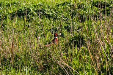 Erkek sülün, sık otların arasında saklanır, görünüş, göze çarpmayan kuş, parlak kırmızı tüyler, altın-bronz tüyler, koşular, ürkek, uzun otlar, güneş parıltısı, 