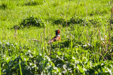 Erkek sülün, otların üzerinde duruyor, kafa görünüşü, dikkatli, yeşilimsi kafa, parlak kırmızı tüyler, altın-bronz tüyler, uzun otlar, güneş ışığı, kırsal alan, yeşil arka plan, bulanık yeşillik, 