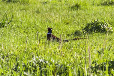 Erkek sülün otların içinde yürür, görünüş, dikkat, yeşilimsi kafa, parlak kırmızı tüyler, altın-bronz tüyler, uzun kuyruk, koşular, ürkek, uzun otlar, güneş parlaması, çayır,