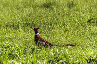 Erkek sülün otların içinde yürür, görünüş, dikkat, yeşilimsi kafa, parlak kırmızı tüyler, altın-bronz tüyler, uzun kuyruk, koşular, ürkek, uzun otlar, güneş parlaması, çayır,