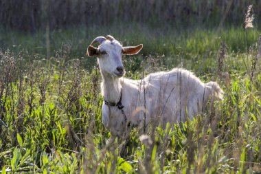 Beyaz keçi otların arasında duruyor, otluyor, dışarı bakıyor, uzun otlardan, boynuzlu, ön manzara, dikkatlice bakıyor, meraklı yüz, güneş parlıyor, çayır, kırsal alan