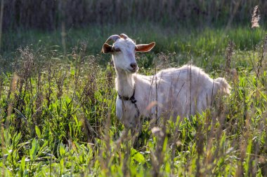 Beyaz keçi otların arasında duruyor, otluyor, dışarı bakıyor, uzun otlardan, boynuzlu, ön manzara, dikkatlice bakıyor, meraklı yüz, güneş parlıyor, çayır, kırsal alan
