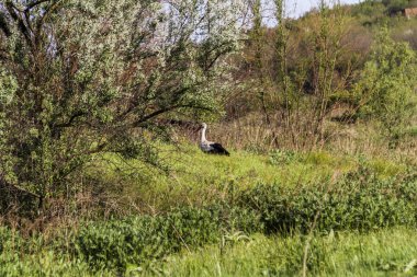 Beyaz leylek uzun otların arasında duruyor, büyük kuş, yan görüş, güçlü gaga, ağacın arkasında saklanıyor, utangaç, yan görüş, habitat, çayır, nehrin yanında, vahşi yaşam, çalılıklar, 
