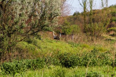 Beyaz leylek uzun otların arasında duruyor, büyük kuş, yan görüş, güçlü gaga, ağacın arkasında saklanıyor, utangaç, yan görüş, habitat, çayır, nehrin yanında, vahşi yaşam, çalılıklar, 
