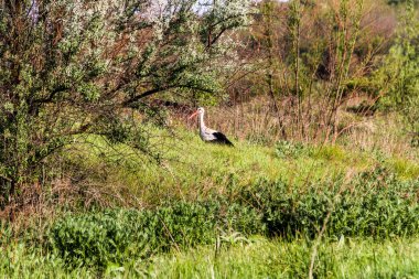 Beyaz leylek uzun çimlerde, büyük kuş, yan görüş, güçlü gaga, ürkek, yan görüş, habitat, çayır, nehir kenarında, vahşi yaşam, çalılıklar, 