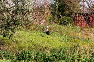 Büyük beyaz leylek, turuncu gagalı kuş, siyah kuyruklu, kanatlı, uzun çimenlerde, çalılıklarda, bahçelerde, otlaklarda, açık havada, 