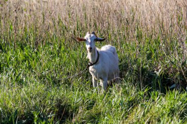 Beyaz keçi otlakta duruyor, tam boy, evcil keçi, portre, kalın çimen, merceğe bakıyor, ön görüş, meraklı ağızlık, otlatma, yakın plan, uzun otlar, kırsal alan, yeşil arka plan, 