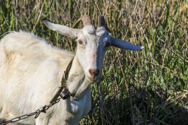Beyaz keçi çayırda duruyor, çimin alnı, evcil keçi, portre, makro, kalın ot, merceğe bakıyor, ön manzara, meraklı ağızlık., 