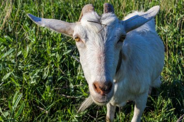 Beyaz keçi otlakta duruyor, alnı düz, evcil keçi, portre, makro, kalın ot, objektife bakıyor, ön manzara, meraklı ağızlık., 