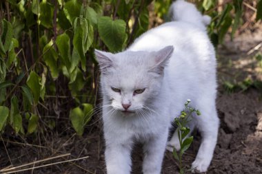 Yetişkin beyaz kedi, miyavlamalar, çığlıklar, pembe dil dışarı, tam yüz, çerçeve içine bakıyor, komik yüz, evsiz, dağınık, uzun boylu, tüylü, sokakta, bahçede, yemek istiyor, melez