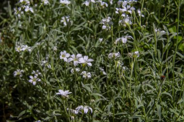 Küçük beyaz çiçekler, Bieberstein 'in boynuz direği, bol bol çiçek, yeşil yapraklar, orta boy.