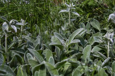 Uzun ömürlü otçul bitkiler, patikanın yanında, yünlü, gümüş yapraklar, Bizans purslane, koyun kulakları, tavşan kulakları, orta boy.