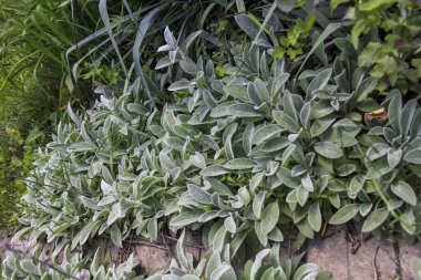 Yolun her iki tarafında da yetişen bitkiler, yünlü, gümüşi yapraklar, Bizans purslane, 