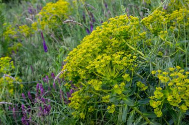 Çiçek açan selvi çiçekleri, mavi çayır çiçekleri, bol bol büyüyen, zengin küçük, kızıl gelincikler, uzak, yakın plan, narin yapraklar, tarlalar, çiçekler, üst manzara, çeşitli otlar, çayırlar, renkli çiçekler, bahar bitkileri, yaz, yatay fotoğraf