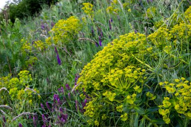 Çiçek açan selvi çiçekleri, mavi çayır çiçekleri, bol bol büyüyen, zengin küçük, kızıl gelincikler, uzak, yakın plan, narin yapraklar, tarlalar, çiçekler, üst manzara, çeşitli otlar, çayırlar, renkli çiçekler, bahar bitkileri, yaz, yatay fotoğraf