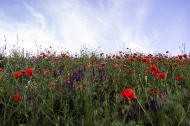 Çiçek açan kırmızı gelincikler, çeşitli çiçek tarlaları, mavi adaçayı, orta plan, mavi gökyüzü arkaplanı, bitkiler, alt manzara, çeşitli otlar, çayır