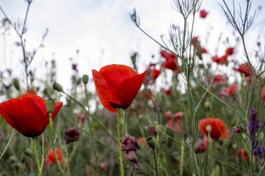 Çiçek açan kırmızı gelincikler, yakın plan, narin şeffaf yapraklar, farklı çiçek tarlaları, mavi çayır bilgesi, bereketli çiçek, alttaki manzara, çeşitli otlar, çayırlar, renkli çiçekler, bahar bitkileri, yaz, yatay fotoğraf