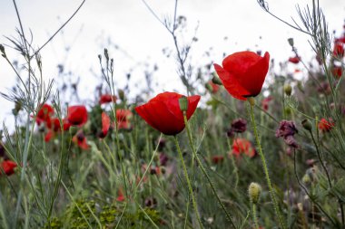 Çiçek açan kırmızı gelincikler, yakın plan, narin şeffaf yapraklar, farklı çiçek tarlaları, mavi çayır bilgesi, bereketli çiçek, alttaki manzara, çeşitli otlar, çayırlar, renkli çiçekler, bahar bitkileri, yaz, yatay fotoğraf