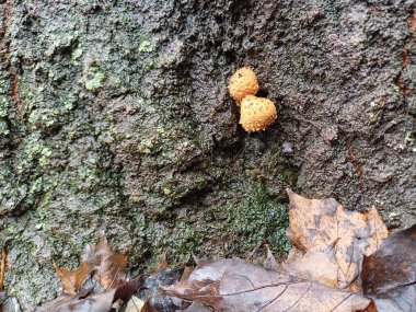 Bir ağacın kabuğunda iki mantar büyüdü, düşen yapraklar, soğuk mevsim, açık kahverengi genel skaler, küçük, aşağı bakan pullar, nem, yemek, yenilemez.,