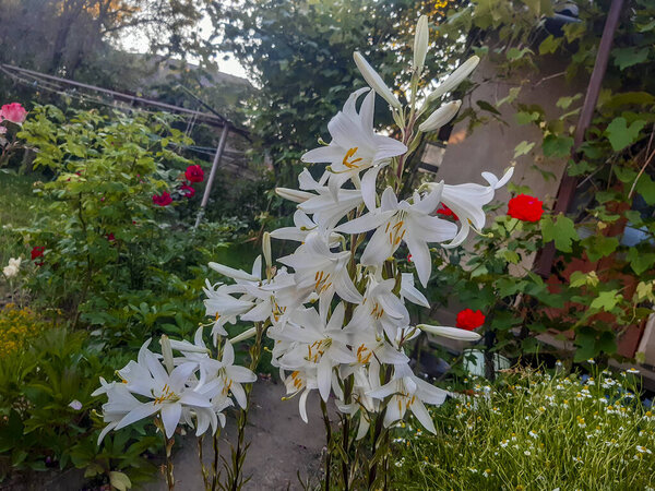 Flowers white Madonna lily, blooming profusely, bright on the bush, yellow center, fluffy, side view, green buds, leaves, medicinal chamomile, roses,