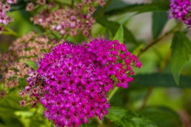 Japon spirea çiçekleri, kahverengi soluk, yakın çekim, yoğun kızılötesi görüntüler, Japon çayır tatlısı