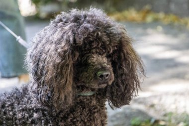 portre siyah orta boy köpek yürüyüş, yakın plan, kıvırcık, mutlu, sıcak, evcil, orta, makro, yaz, güneş, yürüyüş, sıcak gün, avlu, genç, bulanık arka plan, yatay fotoğraf,