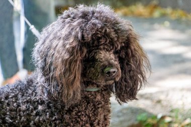 portre siyah orta boy köpek yürüyüş, yakın plan, kıvırcık, mutlu, sıcak, evcil, orta, makro, yaz, güneş, yürüyüş, sıcak gün, bahçe, genç, bulanık arka plan, yatay fotoğraf, standart kaniş