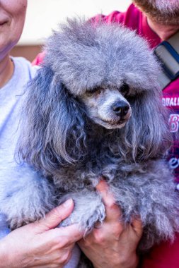 Gümüş kaniş, ellerinde oturan genç köpek, erkek kadın çene, tam yüz, portre, yakın plan, gri kıvırcık yüz, komik yüz, peluş, tasma, yürüyüş, evcil hayvan, bahçe, güneş, arkadaş, yerli, mutlu, köpek yavrusu, güneş ışığı, dikey fotoğraf, seyahat,