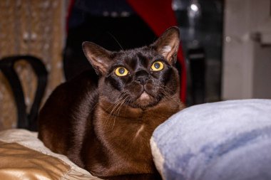 Kahverengi yetişkin kedi yatağa uzanıyor, yastığın arkasına saklanıyor, büyük sarı gözler, oyuncu, safkan, Avrupalı Burmalı, yakın plan, ön görüş