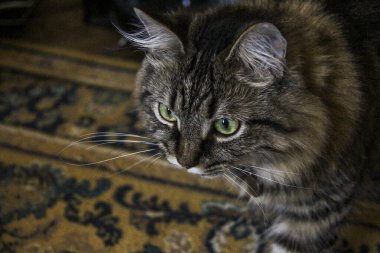 Gri kedinin yüzü, düz, dikkatli, oynamak için koşar, yakın çekim, çizgili, sarı gözlü, harika bıyıklı, tüylü, yetişkin, genç, Sibiryalı, yerli, kabarık tüylü, üst görünüm, yatay fotoğraf,