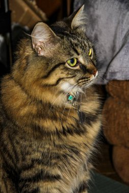 Yerde oturan gri kedi, kaplan rengi, profil, başka yere bakmak, portre, yeşil gözlü, çizgili, Sibiryalı, uzun bıyıklı, tatmin olmuş ağızlık, beyaz yanaklar, yetişkin, genç, evcil hayvan, yakışıklı, yakalı, dikey fotoğraf,