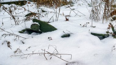 Taze kar altında yeşil kaktüs, dikenli armut, karlı sonbahar yaprakları, akçaağaç, kurutulmuş, çiçeklenmiş şehir yatağı, kurutulmuş ot, kahverengi sarısı, süpürülmüş, dışarı süpürülmüş, kar, bulutlu gün, buz, kış, soğuk, orta resim, yatay manzara,